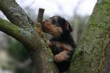 WELSH TERRIER 164